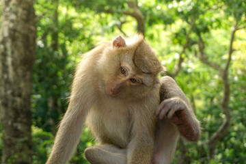 Monkey wildlife with blur background