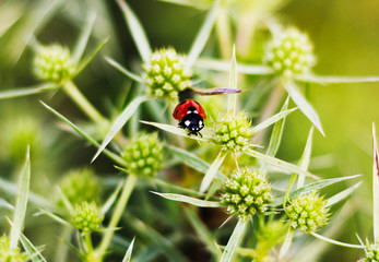 Macro view straight of a red ladybug on the elytron, in a green inflorescence. Ladybug on green leaf background.