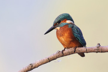 Kingfisher on the river