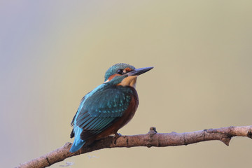 Kingfisher on the river