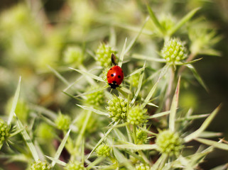 Macro top view of a red ladybug on the elytron, in a green inflorescence. Ladybug on green leaf background.