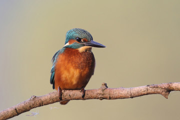 Fototapeta premium Kingfisher on the river
