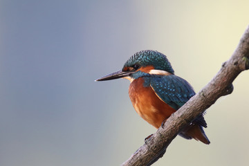 Kingfisher on the river