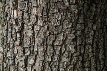 Pear tree bark texture