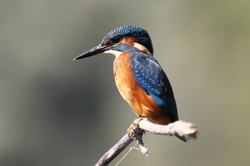 Kingfisher on the river