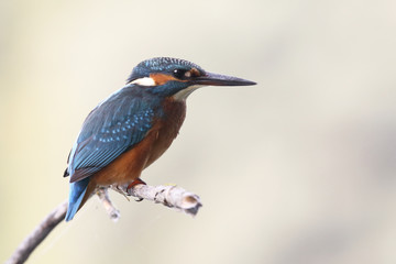 Kingfisher on the river
