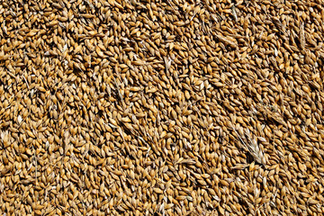 organic wheat grains as an agricultural background close up