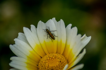 Fototapeta premium white flower wiith insect