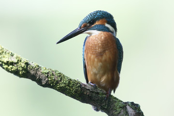 Kingfisher on the river