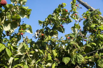 Setting sunbathing and anti-ice net over an orchard