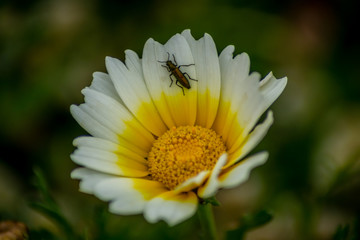 Obraz premium An insect on the flower