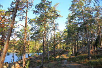 Beautiful nature landscape view. Tall pine trees on rocky coast on dark blue lake water background. Sweden, Europe.