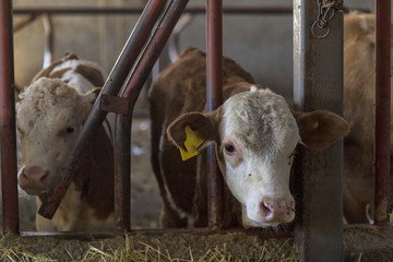 Cow and farm. Every year Muslims to fulfill their religious beliefs, cows are offered for sale in the markets of sacrificial animals.(Kurban Bayrami)