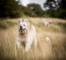 The Golden Retriever