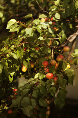 Branch of the apricot tree. Ripe large yellow apricots hanging on a branch.