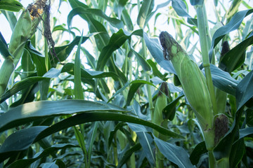 Field of corn