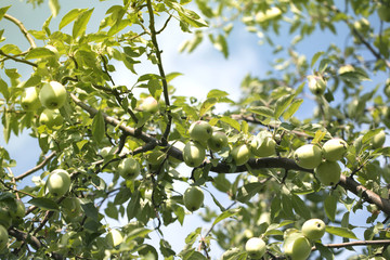 apples on an apple-tree branch in garden. apples on the tree