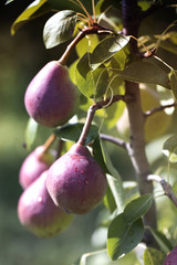 Ripening red pear with water drops