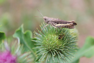 grasshopper