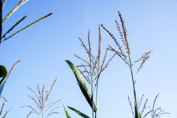 Field of corn