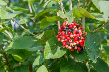 red and black fruits of a common wayfaring tree - Viburnum lantana