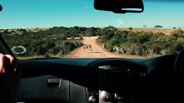 footages from south africa, wild animals taken in 2018
