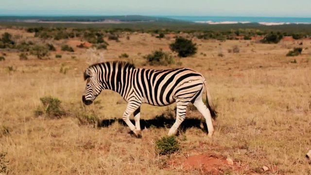 footages from south africa, wild animals taken in 2018