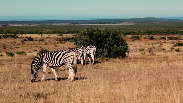 footages from south africa, wild animals taken in 2018