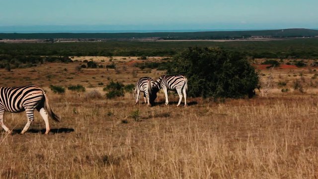 footages from south africa, wild animals taken in 2018