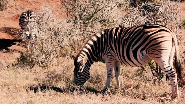 footages from south africa, wild animals taken in 2018