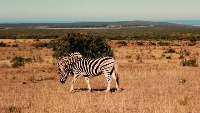 footages from south africa, wild animals taken in 2018