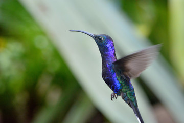 Obraz premium Hummingbird