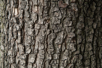 Fototapeta premium Pear tree bark texture