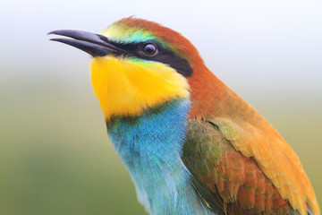 beautiful colorful wild bird