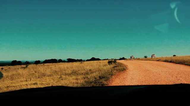 footages from south africa, wild animals taken in 2018
