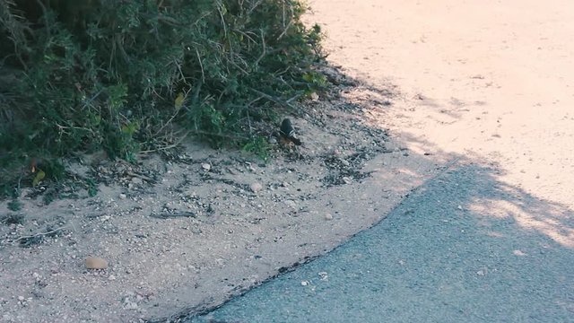 footages from south africa, wild animals taken in 2018