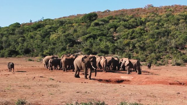 footages from south africa, wild animals taken in 2018