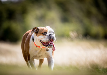 The English Bulldog