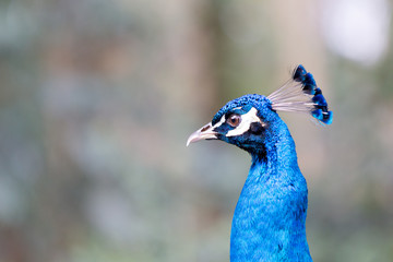 Fototapeta premium detail of peacock