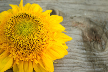 A flower of a sunflower on a wooden board. Autumn background. Copy space.