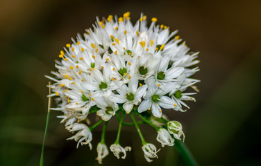A crown flowers