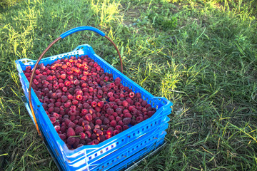 Freshly picked raspberries in crates and glasses on multi-colored backgrounds