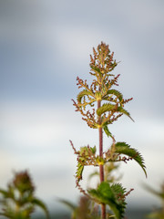 Close up of a leafy plant with a cloudy background