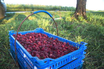 Freshly picked raspberries in crates and glasses on multi-colored backgrounds