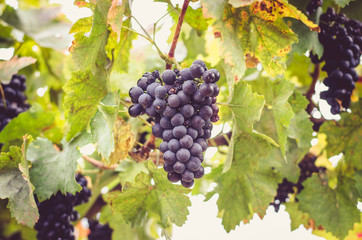 blue ripe grapes