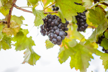 blue ripe grapes clusters