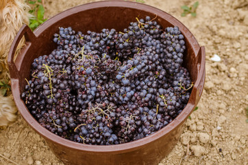 Fototapeta na wymiar blue ripe grapes