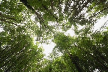 Tropical trees in forest