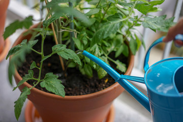 concept of urban gardening, watering plant and flowers