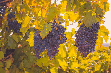 blue ripe grapes in vivid colors and sunshine